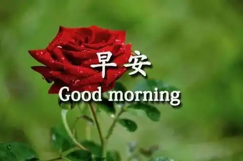 非常温馨的早上好动图表情,早安祝福问候语句精选
