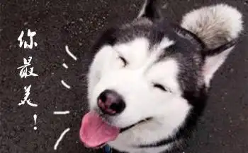 求哈士奇表情包图片
