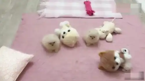 好可爱的小博美,看这萌萌的表情好想养一只
