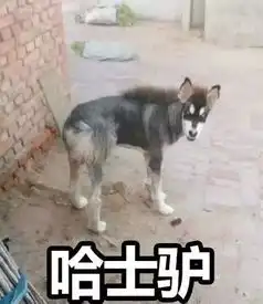 哈士奇已经成功入侵地球了......
