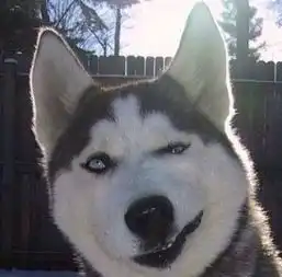 求几个经典哈士奇表情图片10个左右就行
